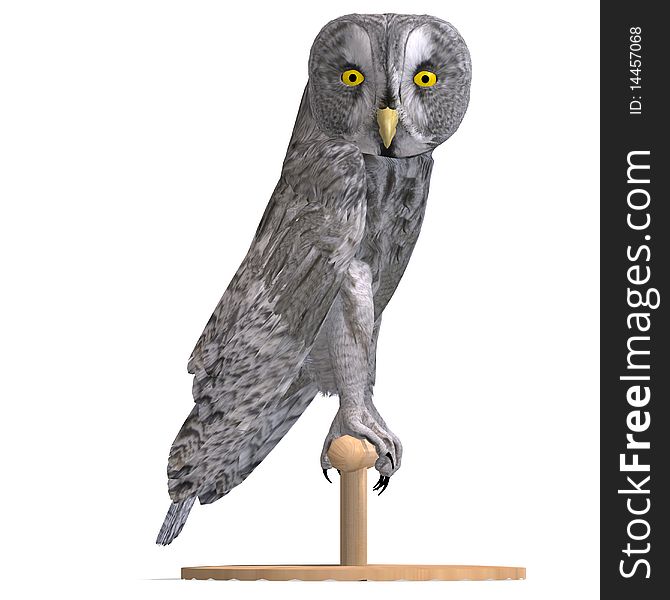 Grey Owl Bird. 3D rendering with clipping path and shadow over white