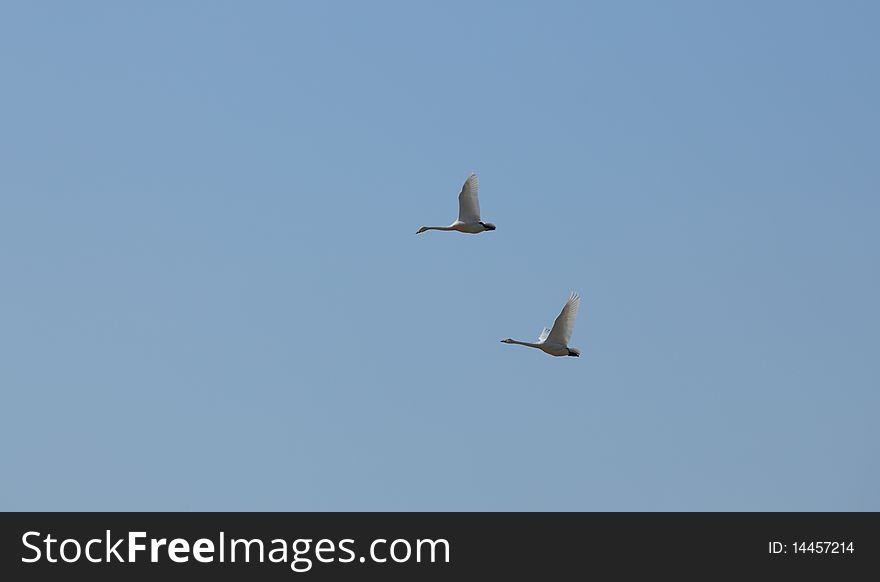 Couple of swans flying in the sky