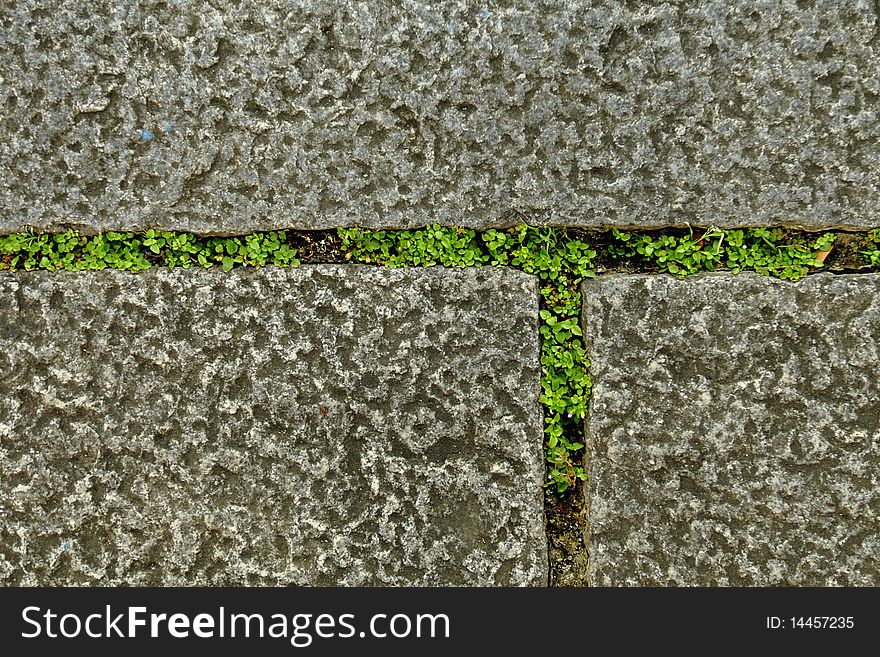 Closeup of pavement stones with sprouts of green grass