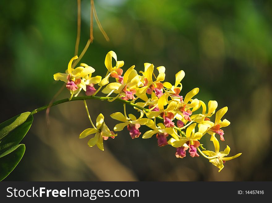 Yellow orcid in thailand forest. Yellow orcid in thailand forest