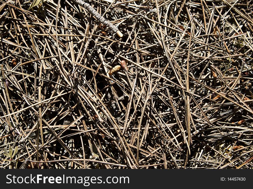 Many pine needles on the ground