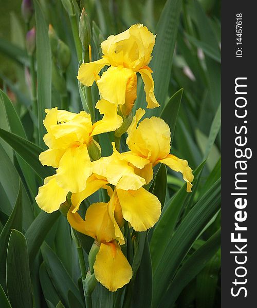 A cluster of large yellow Bearded Iris. A cluster of large yellow Bearded Iris