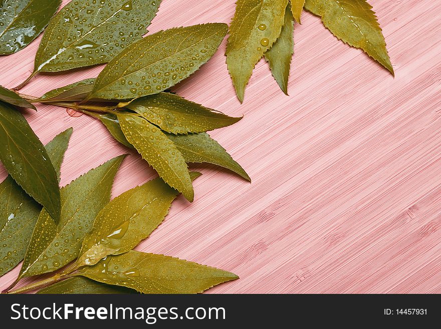 Background with green leaves . Spa abstract. Background with green leaves . Spa abstract
