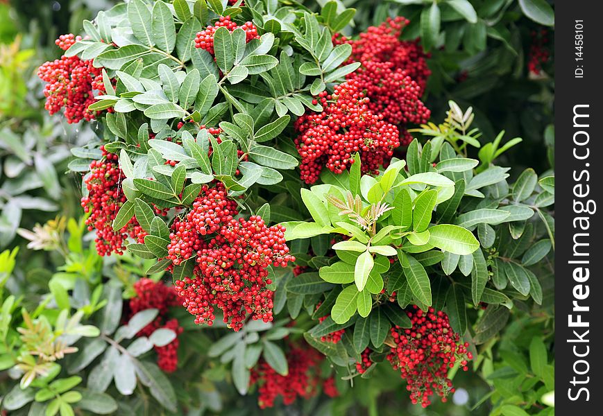 Wild Cherries used as ornamental plant in Peru.