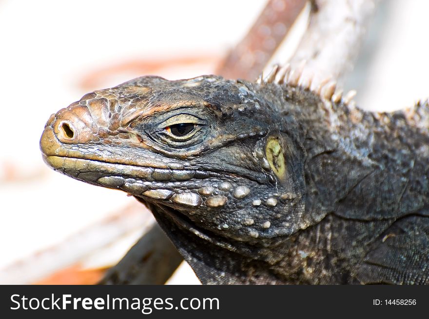 The head of wild iguana