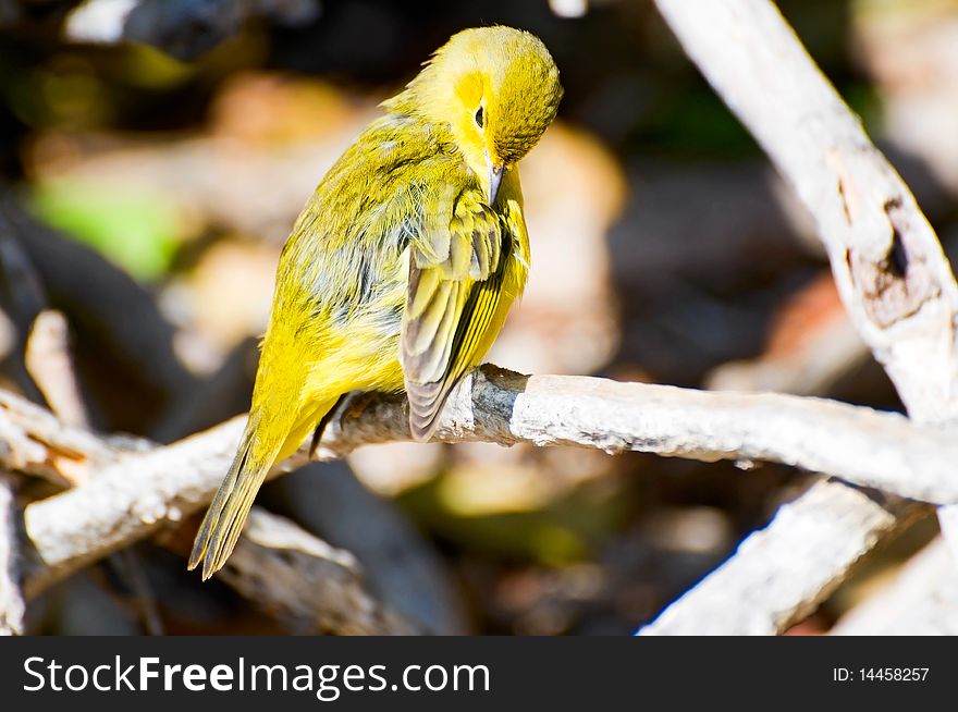 Yellow warbler on the tree