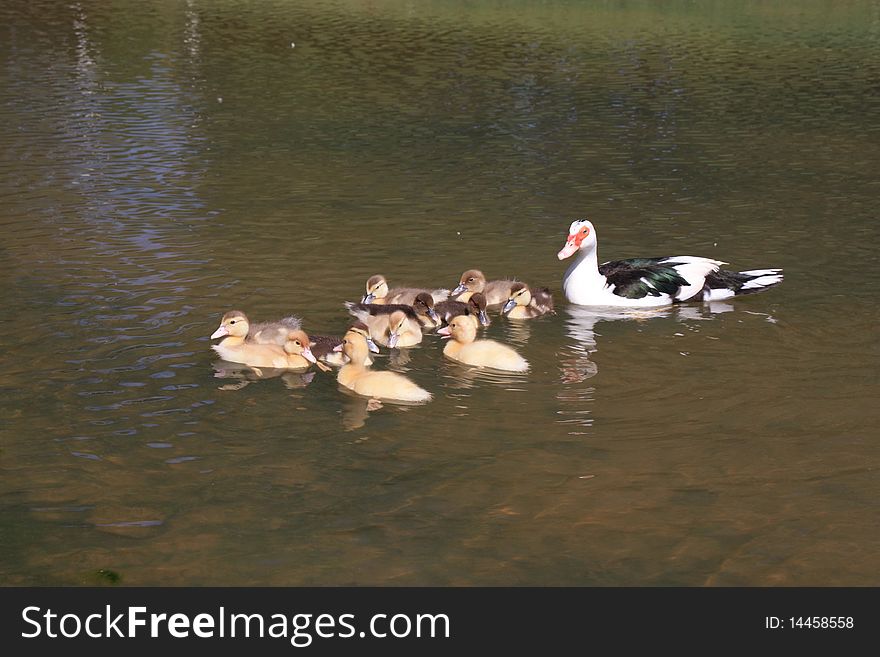 Baby ducks tread water as mother duck watches. Baby ducks tread water as mother duck watches.