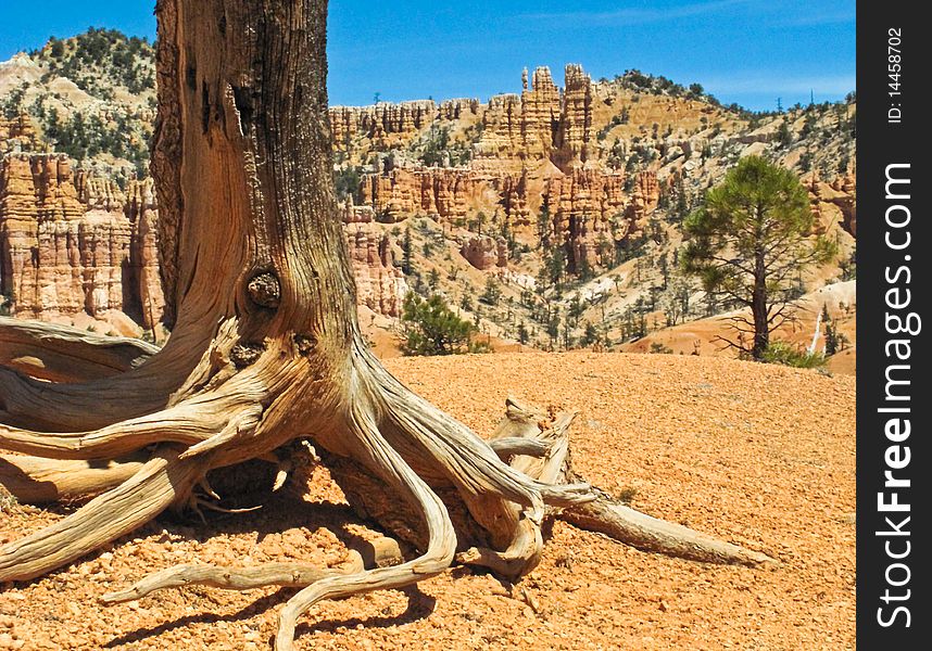 Root system of an old tree holding on for dear life in the hot desert climat