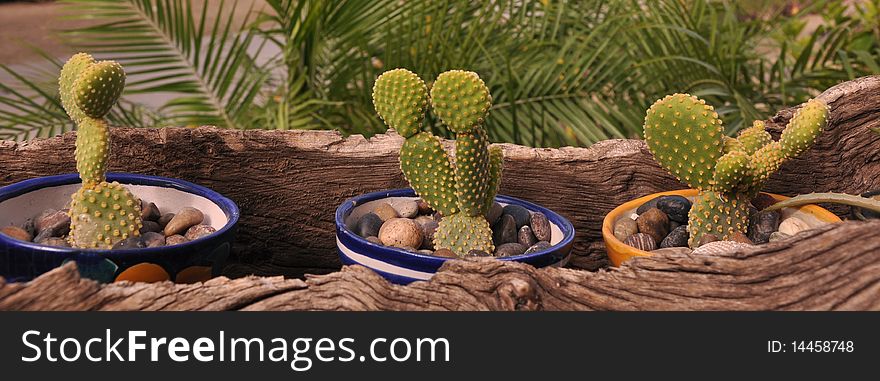 Three cacti in ceramic pots in wooden planter. Three cacti in ceramic pots in wooden planter