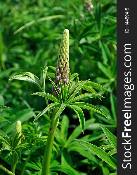 Bud of wild lupine is going to bloom. Bud of wild lupine is going to bloom