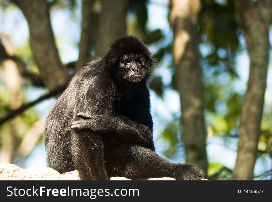 Spider monkey lazing the afternoon away. Spider monkey lazing the afternoon away