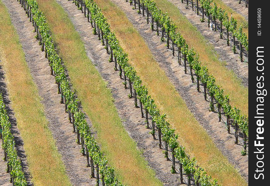 A high angle view of rows of grapevines in central California. A high angle view of rows of grapevines in central California.