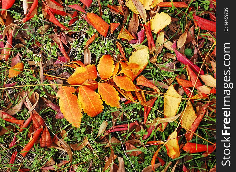 Autumn red and yellow leaves outdoor on earth. Autumn red and yellow leaves outdoor on earth