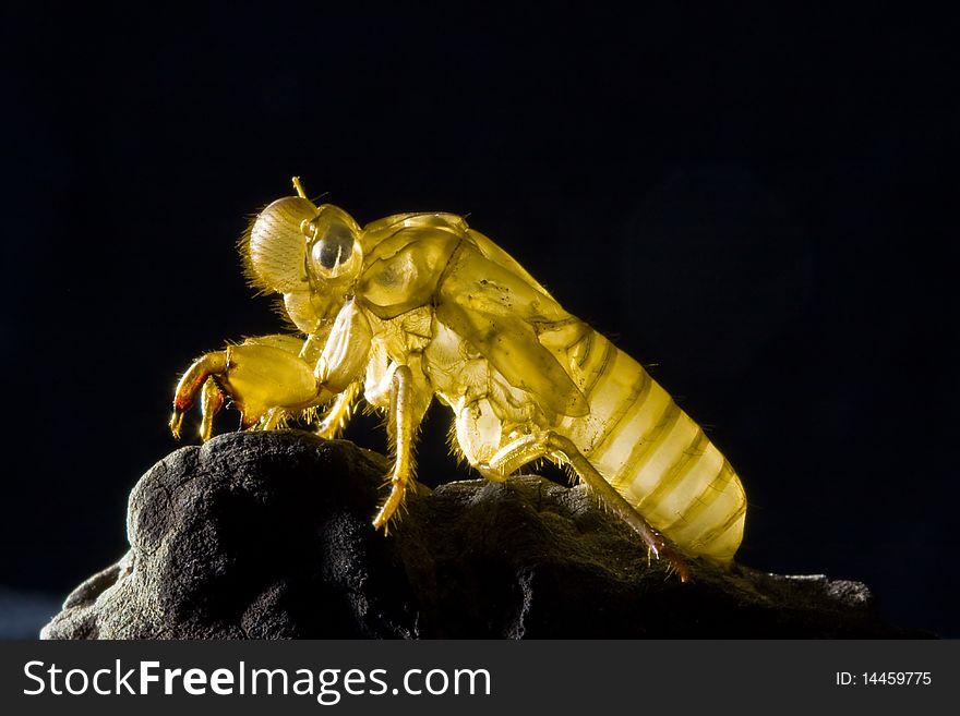 Skin of cicada on dark background image