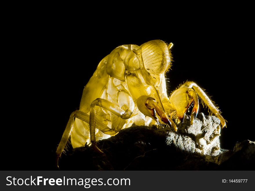 Skin of cicada on dark background image