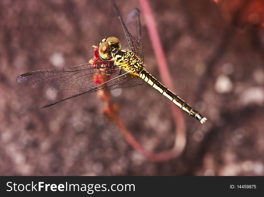 Close up of dragonfly image