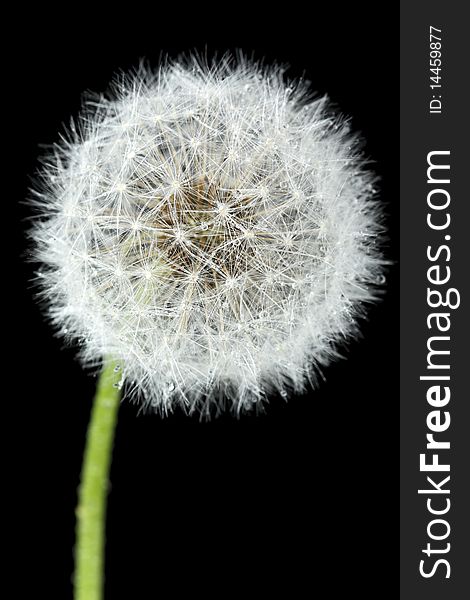 Blossoming dandelion, isolated on black