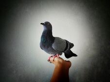Pigeon , Dove On Hand Royalty Free Stock Photos