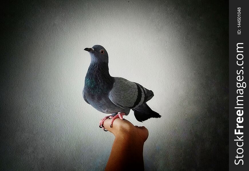 Pigeon , Dove On Hand