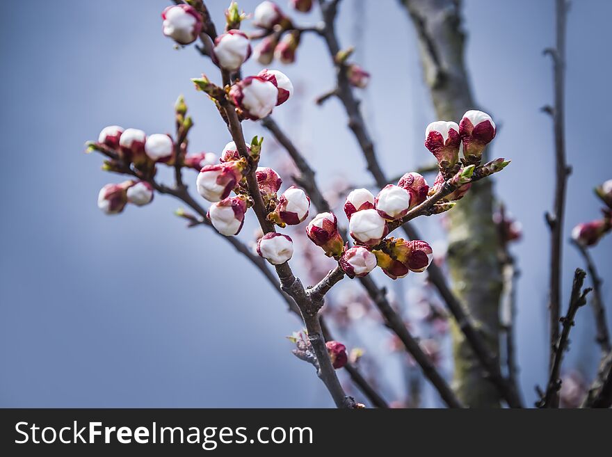 Spring apricot buds