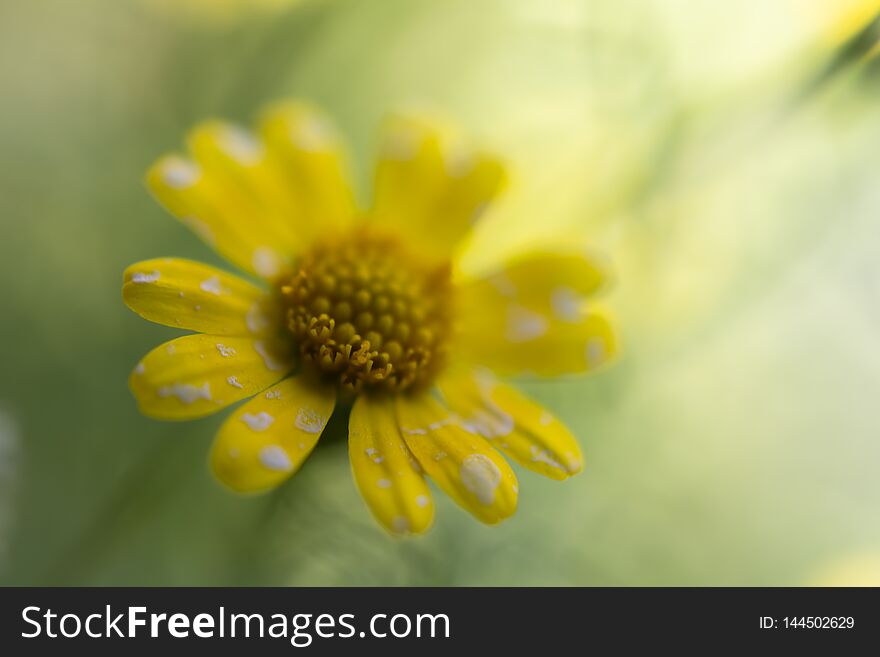 Daisy is yellow color background