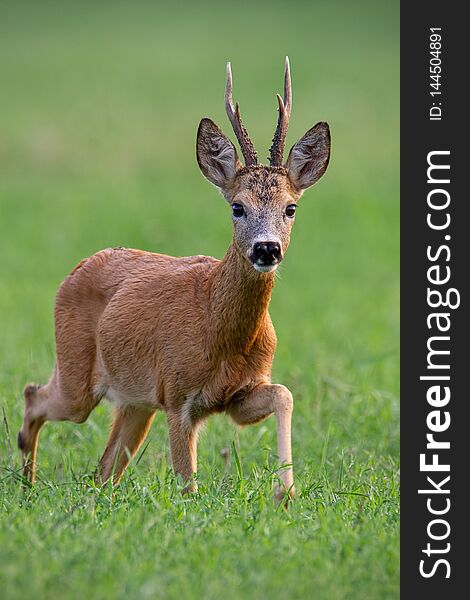 Male roe deer, capreolus capreolus, buck walking forward in summer with green blurred background. Male roe deer, capreolus capreolus, buck walking forward in summer with green blurred background.