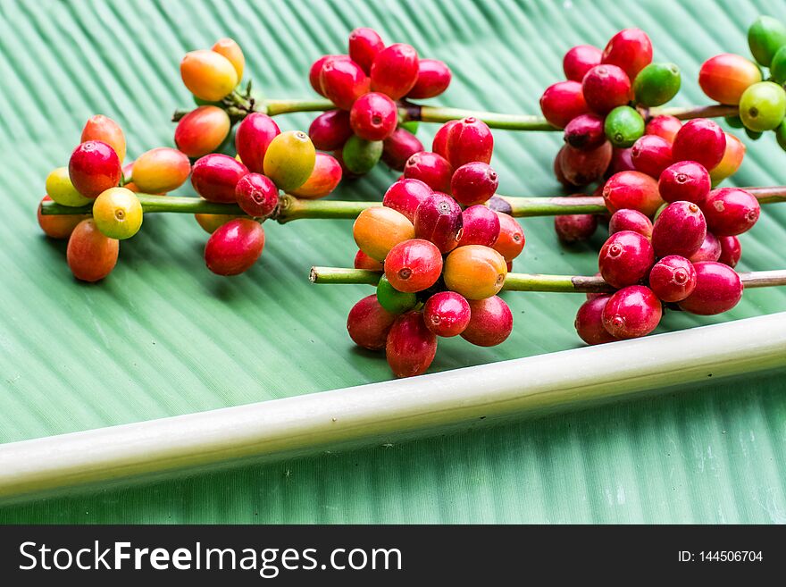 Red coffee beans on banana leaf background