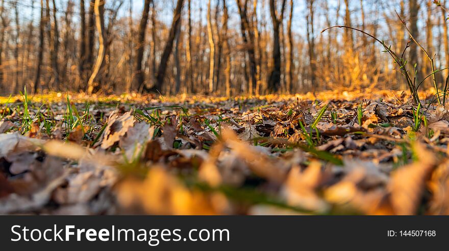 Early spring foliage and green vegetation deep inside the forest. Early spring foliage and green vegetation deep inside the forest