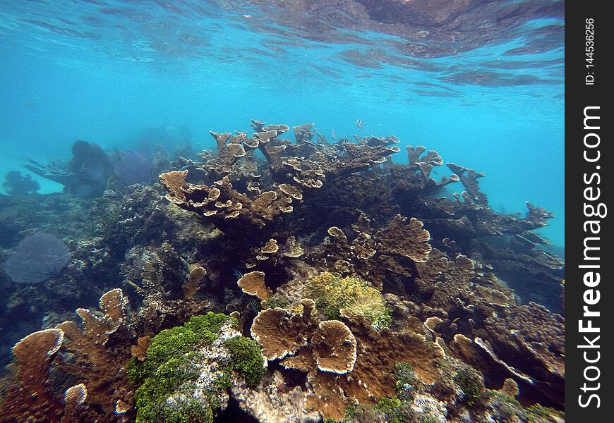 Beautiful colorful coral reef at the Carribbean Sea near Contoy Island , Mexico. Beautiful colorful coral reef at the Carribbean Sea near Contoy Island , Mexico