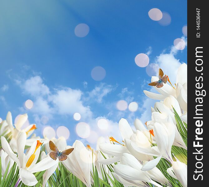 Beautiful spring crocus flowers and flying butterflies against blue sky