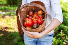 Young Woman Farm Worker Holding Basket Picking Fresh Ripe Organic Tomatoes In Garden Stock Photography