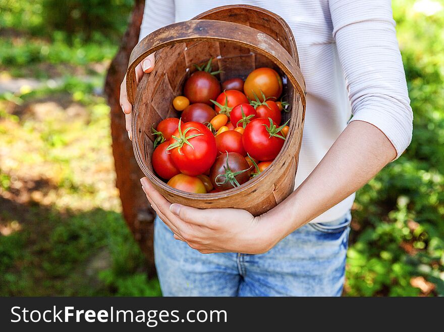 Young Woman Farm Worker Holding Basket Picking Fresh Ripe Organic Tomatoes In Garden