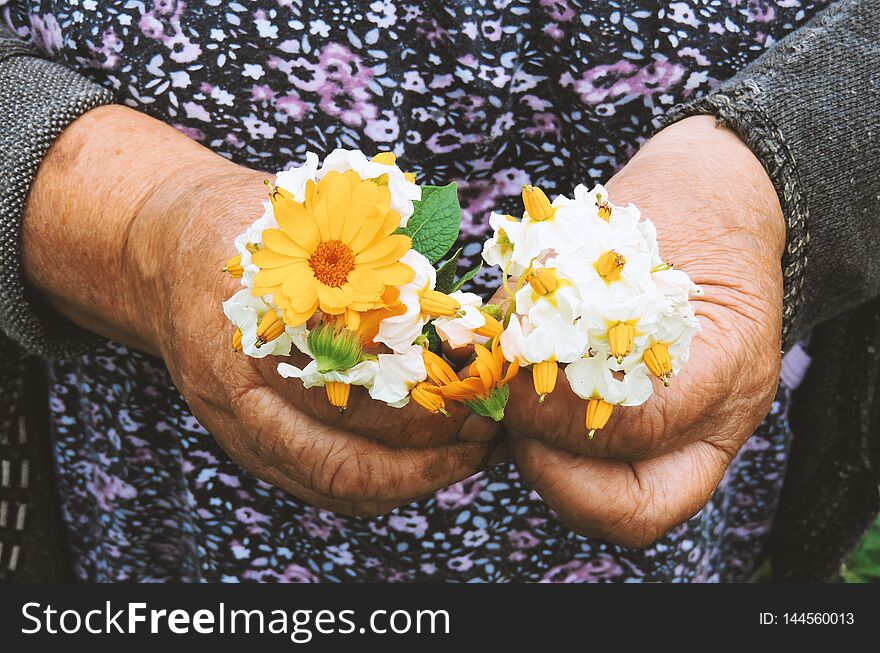 Gardeners hands planting flowers. Hand holding small flower in the garden. Hand holding  potato flowers.