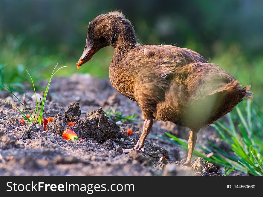 Brown Ducklings Eating Red Fruit