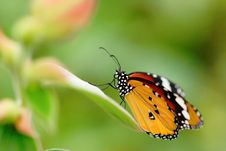 Appealing Butterfly On The Flower Stock Photo Appealing Butterfly On The Flower Stock Photo