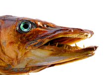 Pike Head Preparation Stock Images Pike Head Preparation Stock Images