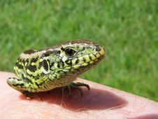 Portrait Of Lizard Royalty Free Stock Photo Portrait Of Lizard Royalty Free Stock Photo