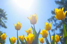 Many Yellow Tulips Royalty Free Stock Images Many Yellow Tulips Royalty Free Stock Images