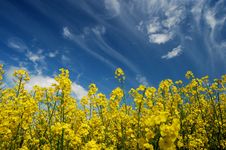 Field Of Oilseed Rape Stock Photography Field Of Oilseed Rape Stock Photography