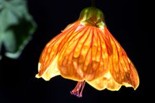 Night Lamp Stock Photography Night Lamp Stock Photography