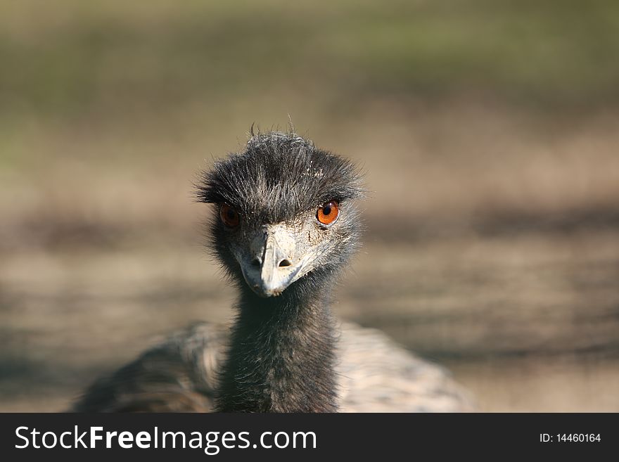 Close-up of a Emu's Head. Close-up of a Emu's Head