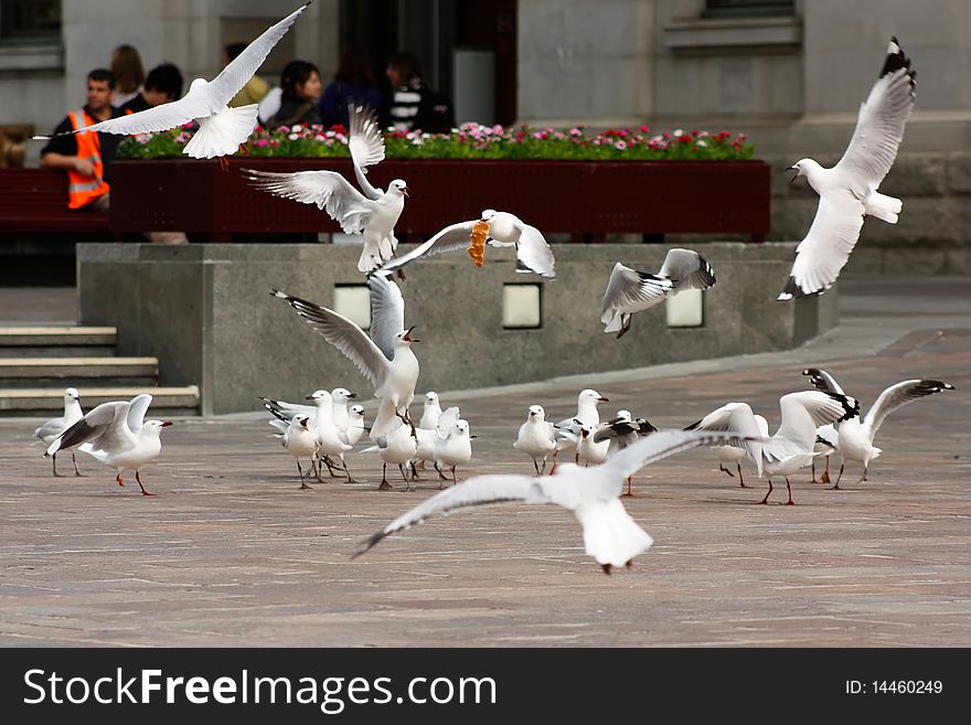 Seagulls fighting over a piece of food