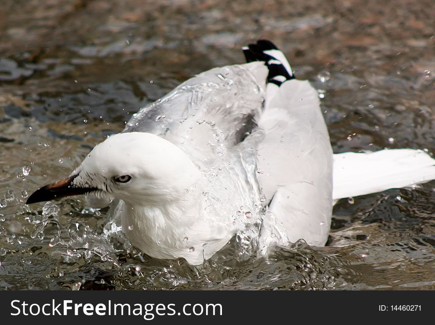 A seagull bathing in a fountain