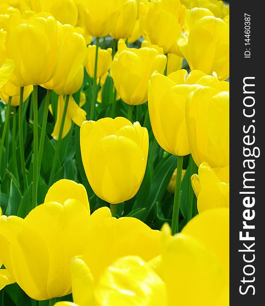 Yellow Tulips in A Garden