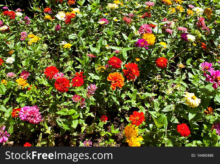 Colorful flower in garden is very fresh,various color. Colorful flower in garden is very fresh,various color