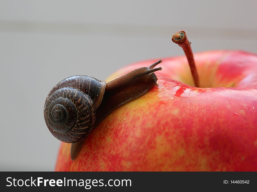 Photo of a snail with the short moustaches