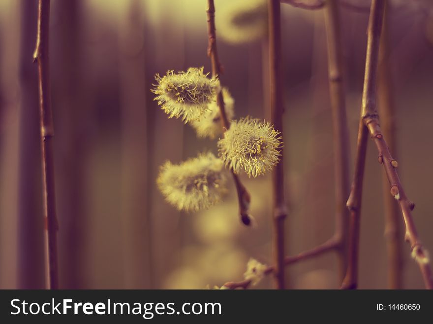 A beautiful bud on the branch, with beautiful brown background.