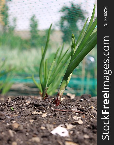 A low angled shot of a row of growing onion plants under protective netting. Focus on middle distance to image. A low angled shot of a row of growing onion plants under protective netting. Focus on middle distance to image.