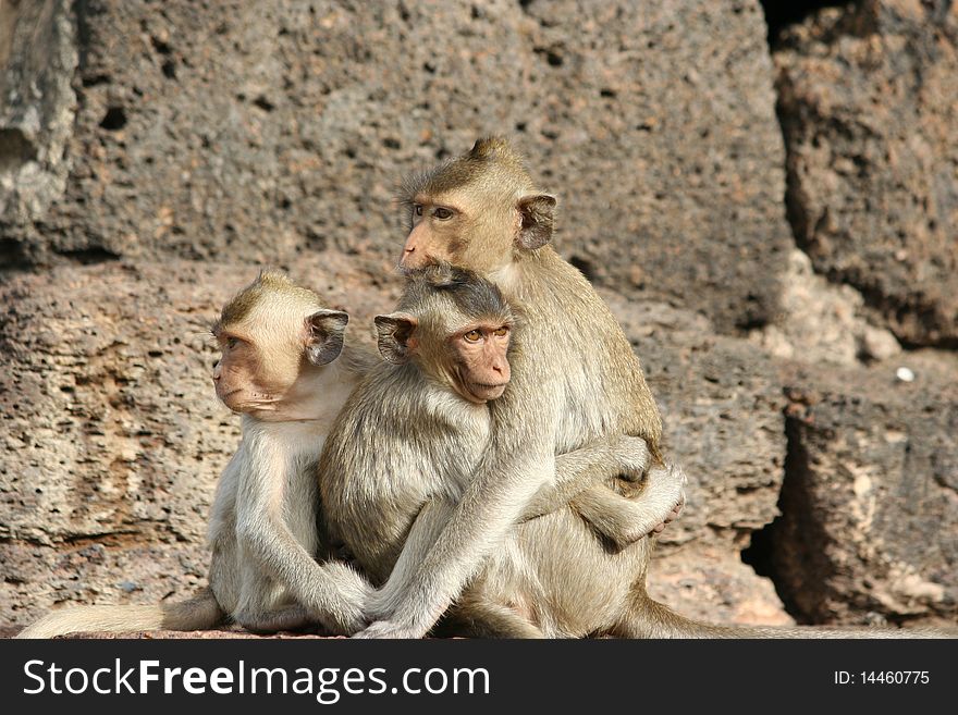 Three Monkey in Thailand temple