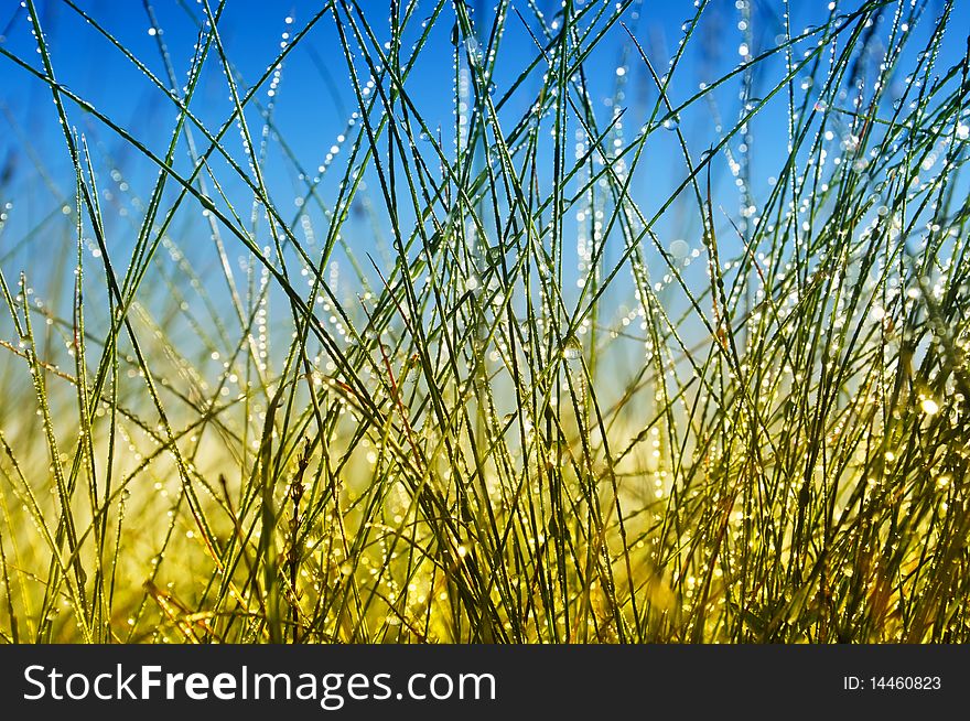 Fresh green springtime grass under the blue sky